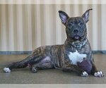 Small Photo #3 Boxer-Unknown Mix Puppy For Sale in Ann Arbor, MI, USA