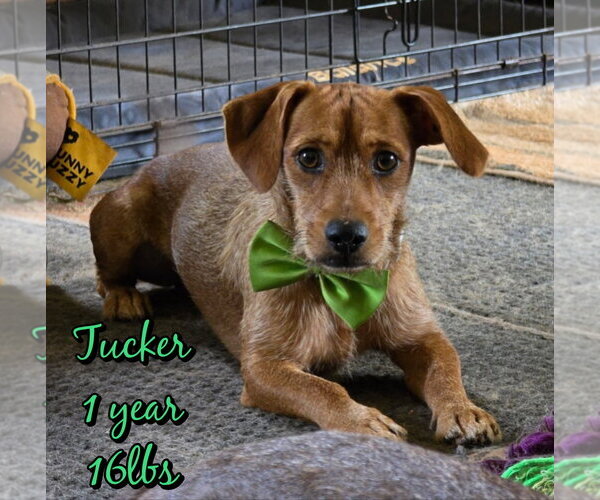 Medium Photo #1 Mutt Puppy For Sale in Woodbury, NY, USA