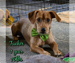 Mutt Dogs for adoption in Woodbury, NY, USA