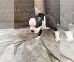 Small Photo #14 Boston Terrier Puppy For Sale in MONTVILLE, OH, USA