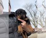 Small Photo #1 Rottweiler Puppy For Sale in POLO, MO, USA