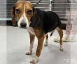 Small #2 Beagle Mix