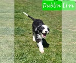 Small Sheepadoodle