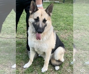 Father of the German Shepherd Dog puppies born on 05/11/2026