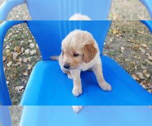 Golden Retriever Puppy for sale in LEON, KS, USA