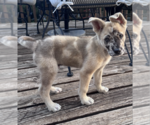Small #3 Catahoula Leopard Dog-German Shepherd Dog Mix