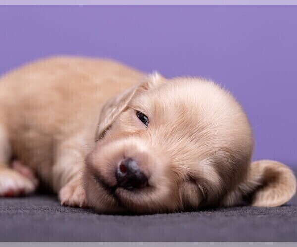 Medium Photo #16 Dachshund Puppy For Sale in CROWLEY, TX, USA