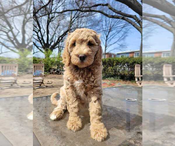 Medium Photo #1 Goldendoodle Puppy For Sale in WASHINGTON, DC, USA