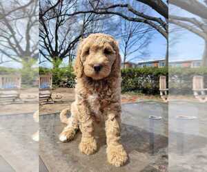 Goldendoodle Puppy for Sale in WASHINGTON, District of Columbia USA