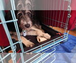 Small #10 Tibetan Terrier Mix