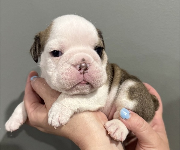 Medium Photo #13 English Bulldog Puppy For Sale in EVEREST, KS, USA
