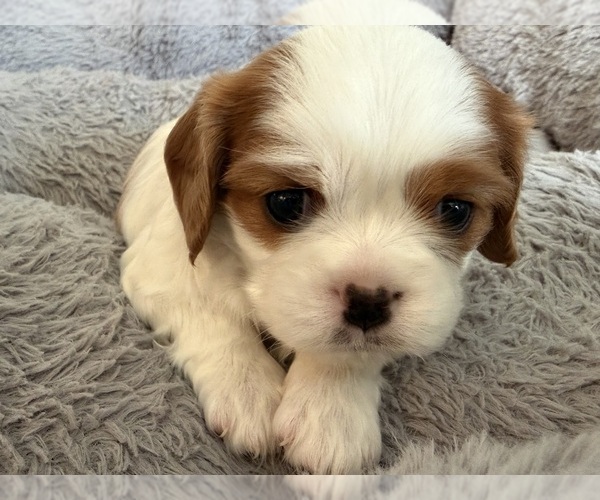 Medium Photo #1 Cavalier King Charles Spaniel Puppy For Sale in KANSAS CITY, MO, USA