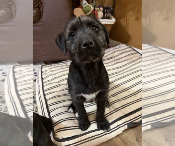 Medium Photo #1 Irish Wolfhound-Labrador Retriever Mix Puppy For Sale in Princeton, MN, USA