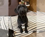 Small Photo #1 Irish Wolfhound-Labrador Retriever Mix Puppy For Sale in Princeton, MN, USA