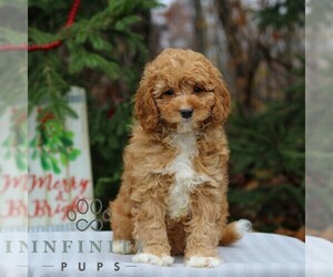 Cavapoo Puppy for sale in EAST EARL, PA, USA