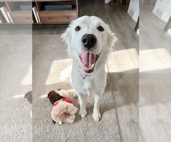 Medium Photo #4 Golden Pyrenees Puppy For Sale in Minneapolis, MN, USA