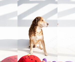 Mutt Dogs for adoption in Jackson, MS, USA