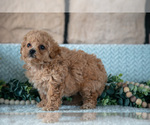 Small #3 Poodle (Miniature)-ShihPoo Mix