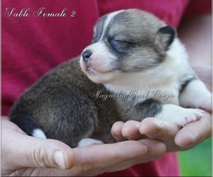 Pembroke Welsh Corgi Puppy for sale in LUTHER, OK, USA