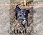 Small American Pit Bull Terrier-Bull Terrier Mix