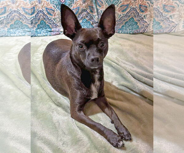 Medium Photo #2 Chihuahua-Unknown Mix Puppy For Sale in Corona, CA, USA