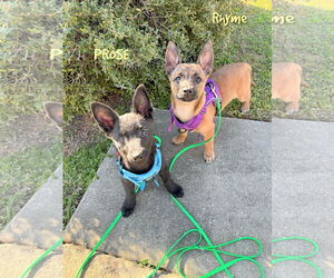 Mutt Dogs for adoption in Montgomery, AL, USA