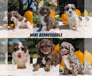 Miniature Bernedoodle Puppy for Sale in GOSHEN, Indiana USA
