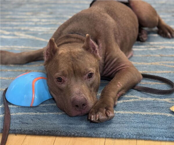 Medium Photo #8 American Pit Bull Terrier-Unknown Mix Puppy For Sale in Hillsboro, NH, USA