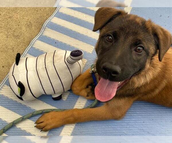 Medium Photo #2 German Shepherd Dog-Unknown Mix Puppy For Sale in Santa Rosa, CA, USA