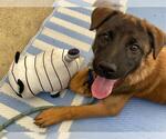 Small #1 German Shepherd Dog Mix