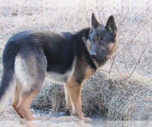 Father of the German Shepherd Dog puppies born on 06/12/2025