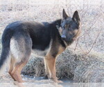 Small Photo #1 German Shepherd Dog Puppy For Sale in COLUMBUS, NE, USA