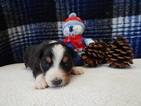 Small Photo #2 Australian Shepherd Puppy For Sale in CANTON, OH, USA