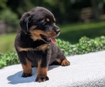Small #5 Rottweiler