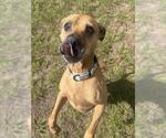 STARK - Male American Pit Bull Terrier Dog for Adoption - Small photo