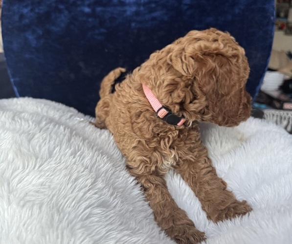 Medium Photo #62 Goldendoodle (Miniature) Puppy For Sale in SAN FERNANDO, CA, USA