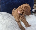 Small Photo #62 Goldendoodle (Miniature) Puppy For Sale in SAN FERNANDO, CA, USA