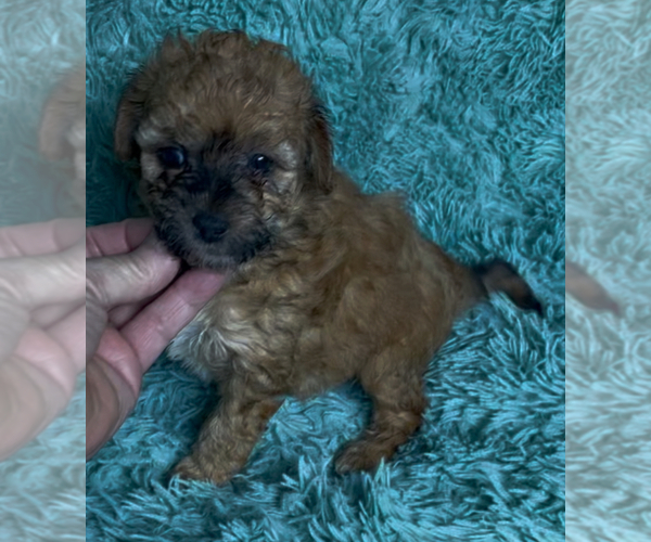 Medium Photo #6 Miniature Australian Shepherd-Poodle (Toy) Mix Puppy For Sale in AZLE, TX, USA