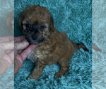 Small #5 Miniature Australian Shepherd-Poodle (Toy) Mix