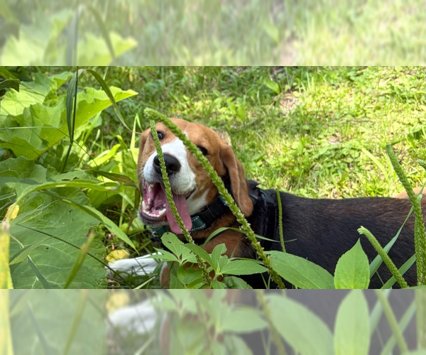 Medium Photo #1 Beagle Puppy For Sale in Andover, MN, USA