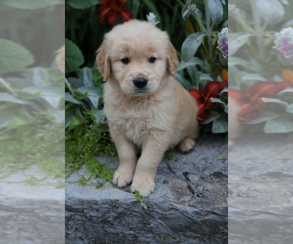 Medium Photo #4 Golden Retriever Puppy For Sale in MC CONNELLSBURG, PA, USA