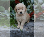 Small #3 Golden Retriever