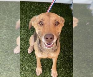 Labrador Retriever Dogs for adoption in Fayetteville, NC, USA