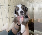 Small Photo #5 Australian Shepherd Puppy For Sale in COLUMBIA, MO, USA