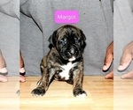 Small Photo #4 America Bandogge Mastiff-American Bandogge Mix Puppy For Sale in JOLIET, IL, USA