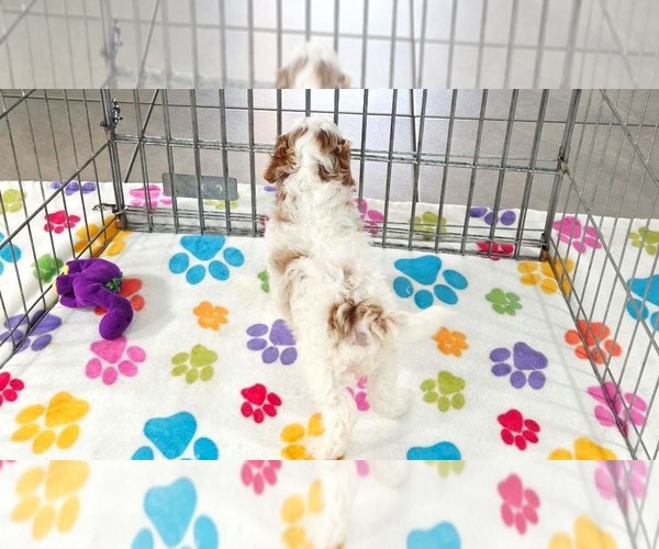 Medium Photo #9 Cavapoo (Miniature)-Poodle (Toy) Mix Puppy For Sale in ORO VALLEY, AZ, USA