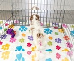 Small #8 Cavapoo (Miniature)-Poodle (Toy) Mix