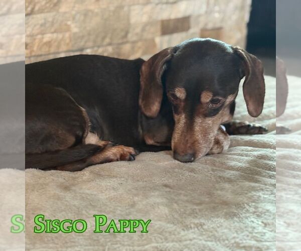 Medium Photo #7 Dachshund Puppy For Sale in San Antonio, TX, USA