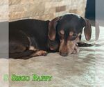 Small #6 Dachshund