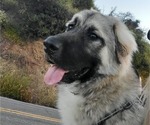 Small Photo #3 Anatolian Shepherd-Great Pyrenees Mix Puppy For Sale in AGOURA HILLS, CA, USA